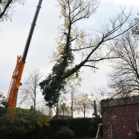 images/01roosendaal/11 bomen rooien Oss-200x200-d0d