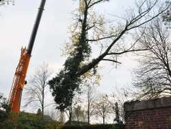 Bomen rooien Thorn