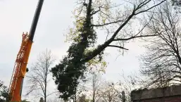 images/01roosendaal/11 bomen rooien Oss-257x145-a1e