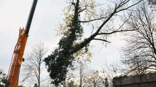 Margraten boomstronk verwijderen