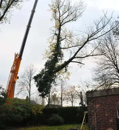 images/01roosendaal/11 bomen rooien Oss-390x424-75c