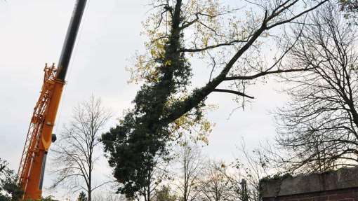 bomen kappen Zwartebroek