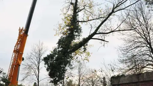 images/01roosendaal/11 bomen rooien Oss-510x287-73b