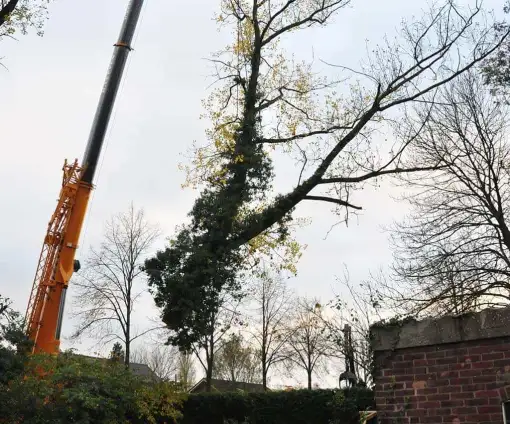 images/01roosendaal/11 bomen rooien Oss-510x424-0b2