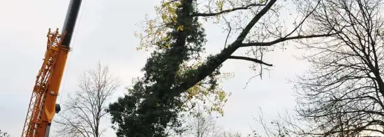 images/01roosendaal/11 bomen rooien Oss-550x197-b24
