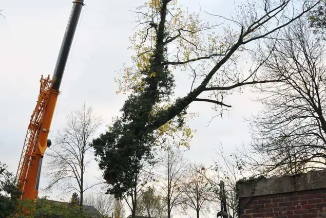images/01roosendaal/11 bomen rooien Oss-635x424-1c6