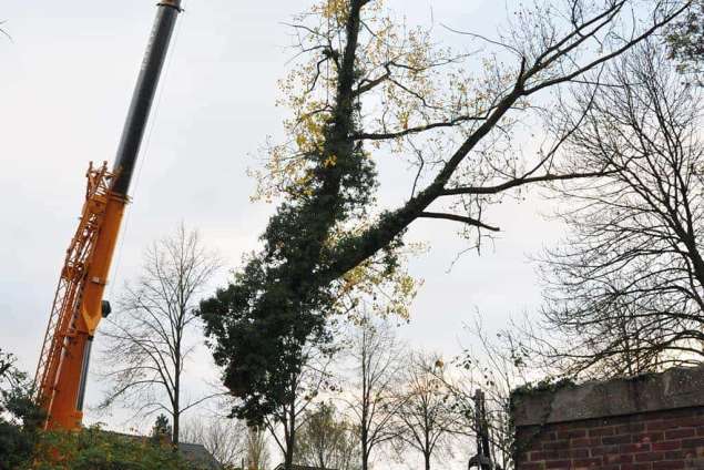 bomen kappen Heilig Stichting