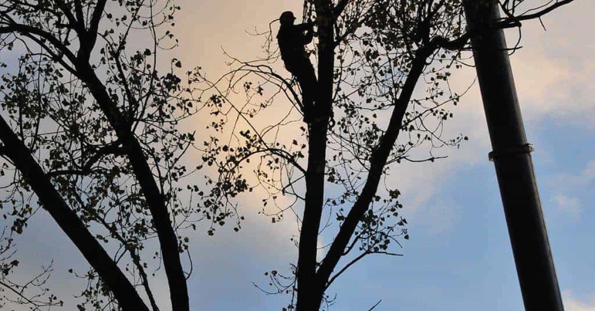 images/01roosendaal/12 bomen rooien Veghel-1200x628-f89