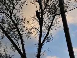 Bomen rooien Stevensweert