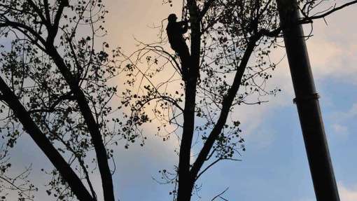 Bomen rooien Melick