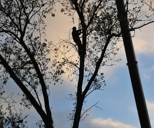 images/01roosendaal/12 bomen rooien Veghel-510x424-0b2