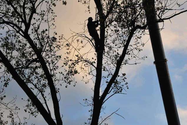 verwijderen boom Kilder