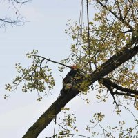 images/01roosendaal/2 bomen rooien Arnhem-200x200-d0d