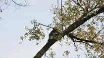 images/01roosendaal/2 bomen rooien Arnhem-210x118-c93
