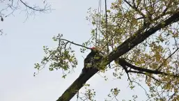 images/01roosendaal/2 bomen rooien Arnhem-257x145-a1e