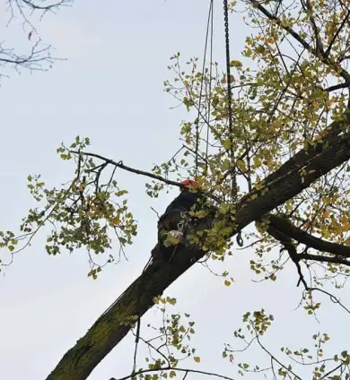 images/01roosendaal/2 bomen rooien Arnhem-390x424-75c