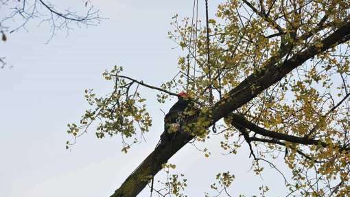 snoeien bomen Westendorp