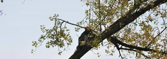 images/01roosendaal/2 bomen rooien Arnhem-550x197-b24