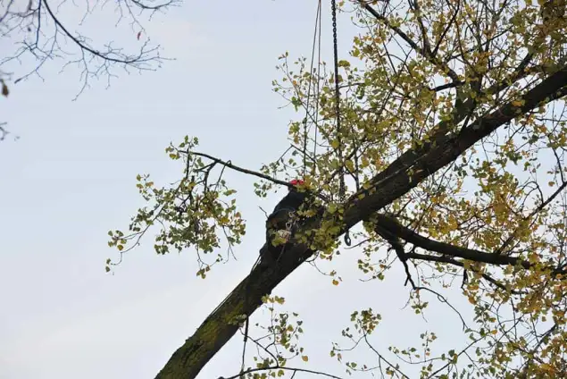images/01roosendaal/2 bomen rooien Arnhem-635x424-1c6