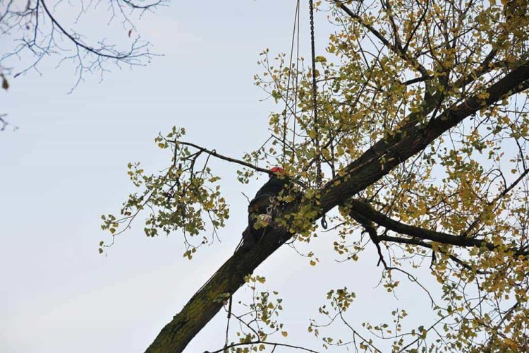 images/01roosendaal/2 bomen rooien Arnhem-750x500-94c