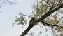 images/01roosendaal/2 bomen rooien Arnhem-90x51-37f