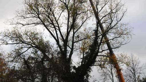 wegzagen bomen Gameren