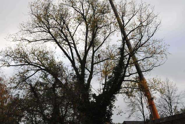 Wijnbergen kappen bomen