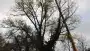 images/01roosendaal/3 bomen rooien Nijmgen-90x51-37f