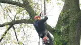 images/01roosendaal/4 Bomen rooien Zutphen-160x90-18d