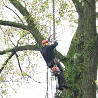 images/01roosendaal/4 Bomen rooien Zutphen-200x200-d0d