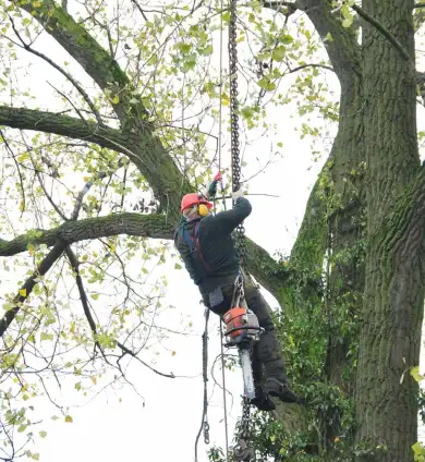 images/01roosendaal/4 Bomen rooien Zutphen-390x424-75c