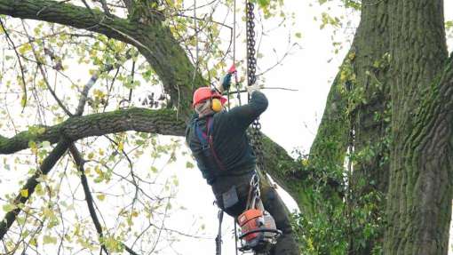 rooien boom Zieuwent