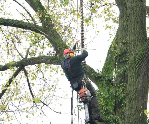 images/01roosendaal/4 Bomen rooien Zutphen-510x424-0b2