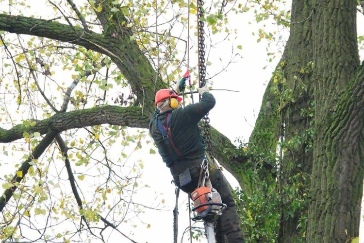 images/01roosendaal/4 Bomen rooien Zutphen-750x500-94c