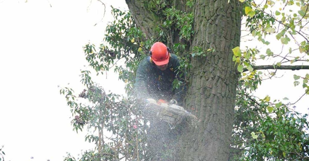 images/01roosendaal/5 Bomen rooien Lochem-1200x628-f89