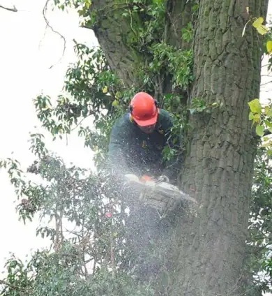 images/01roosendaal/5 Bomen rooien Lochem-390x424-75c
