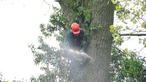 wegkappen bomen Heelweg