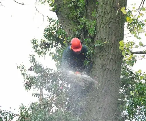 images/01roosendaal/5 Bomen rooien Lochem-510x424-0b2