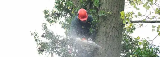 images/01roosendaal/5 Bomen rooien Lochem-550x197-b24