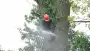 images/01roosendaal/5 Bomen rooien Lochem-90x51-37f
