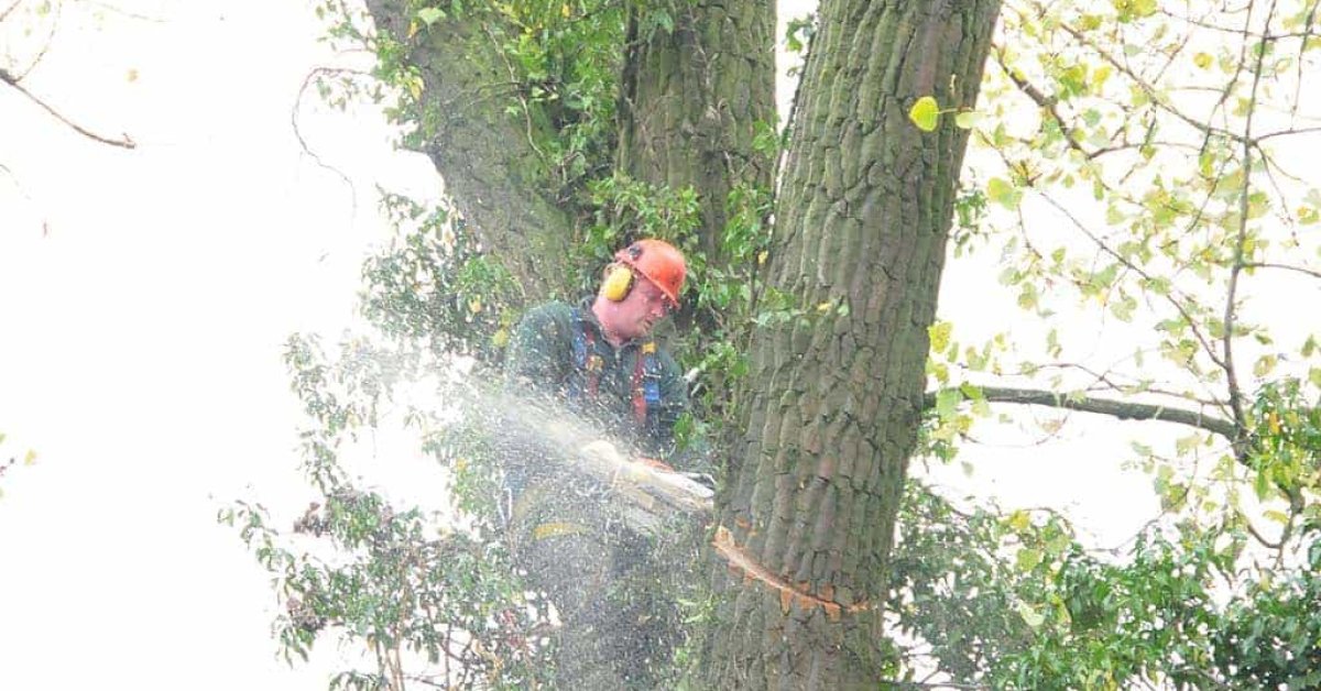 images/01roosendaal/6 bomen rooien Lochem-1200x628-f89