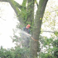 images/01roosendaal/6 bomen rooien Lochem-200x200-d0d