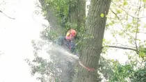 images/01roosendaal/6 bomen rooien Lochem-210x118-c93