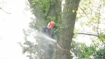 images/01roosendaal/6 bomen rooien Lochem-210x119-274