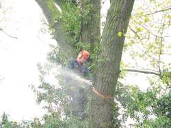 Bomen rooien Stramproy