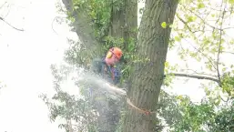 images/01roosendaal/6 bomen rooien Lochem-257x145-a1e