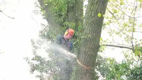 images/01roosendaal/6 bomen rooien Lochem-290x163-766