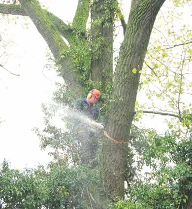 images/01roosendaal/6 bomen rooien Lochem-390x424-75c