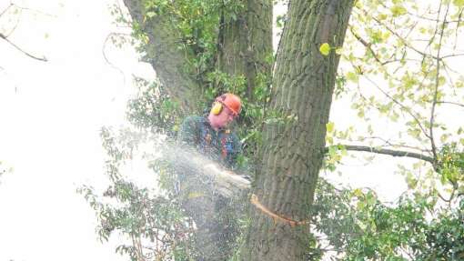 rooien bomen Hoenzadriel