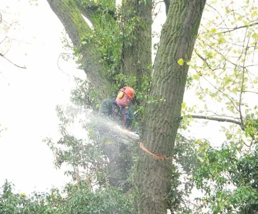 images/01roosendaal/6 bomen rooien Lochem-510x424-0b2